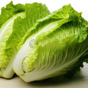 大白菜 10斤 - 寿光蔬菜产业