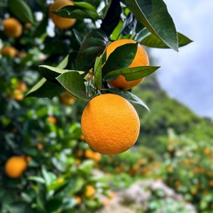 脐橙 赣南 10斤 - 褚氏农业有限